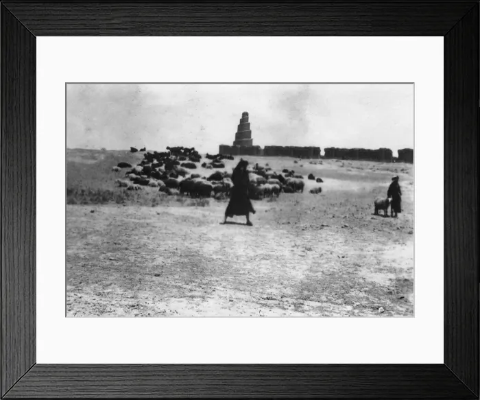 Framed Print : Sheep grazing outside Samarra, Mesopotamia, 1918 Framed Print : Sheep grazing outside Samarra, Mesopotamia, 1918