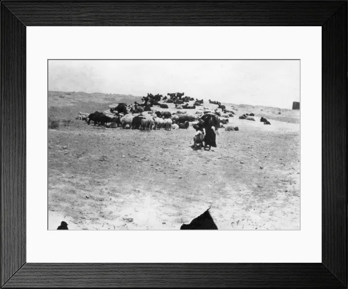 Framed Print : Sheep grazing outside Samarra, Mesopotamia, 1918 Framed Print : Sheep grazing outside Samarra, Mesopotamia, 1918