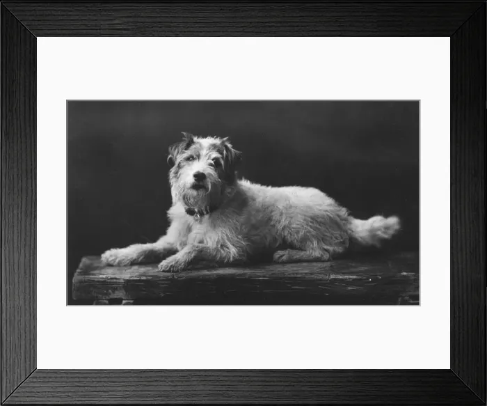 Framed Print : Caesar, King Edwards favourite dog, 20th century Framed Print : Caesar, King Edwards favourite dog, 20th century