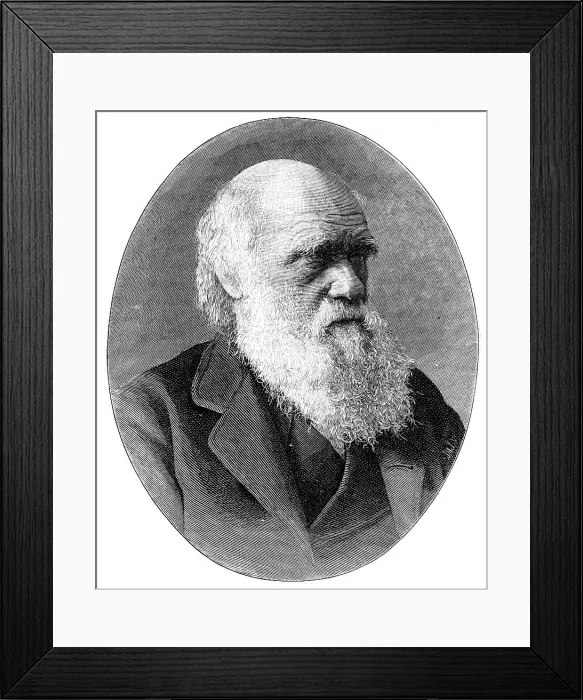 Framed Print : Charles Darwin, 19th century English naturalist, (1900). Artist: Elliott & Fry Framed Print : Charles Darwin, 19th century English naturalist, (1900). Artist: Elliott & Fry