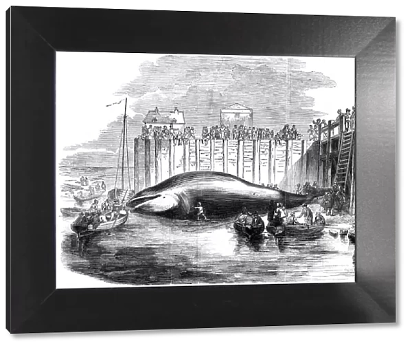 Whale captured in the Thames, Grays, Essex, 19th century