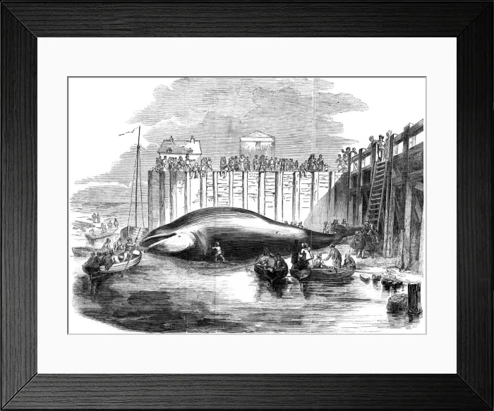 Framed Print : Whale captured in the Thames, Grays, Essex, 19th century Framed Print : Whale captured in the Thames, Grays, Essex, 19th century
