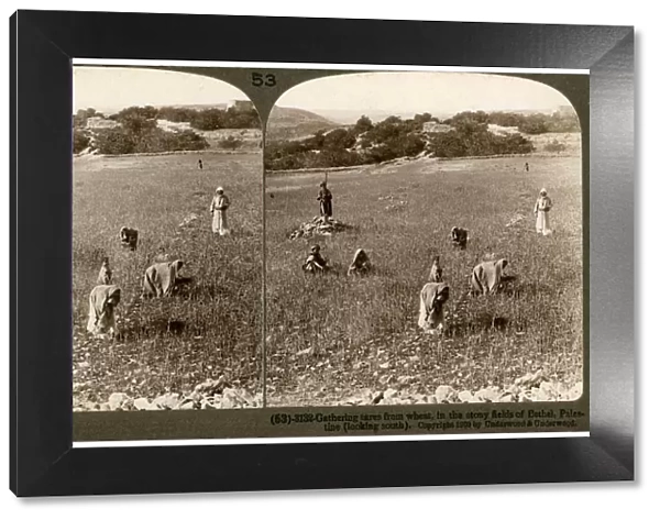 Gathering tares from wheat in the stony fields of Bethel (Baytin), Palestine, 1900. Artist: Underwood & Underwood