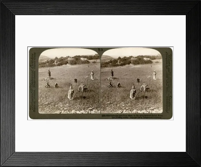 Framed Print : Gathering tares from wheat in the stony fields of Bethel (Baytin), Palestine, 1900. Artist: Underwood & Underwood Framed Print : Gathering tares from wheat in the stony fields of Bethel (Baytin), Palestine, 1900. Artist: Underwood & Underwood