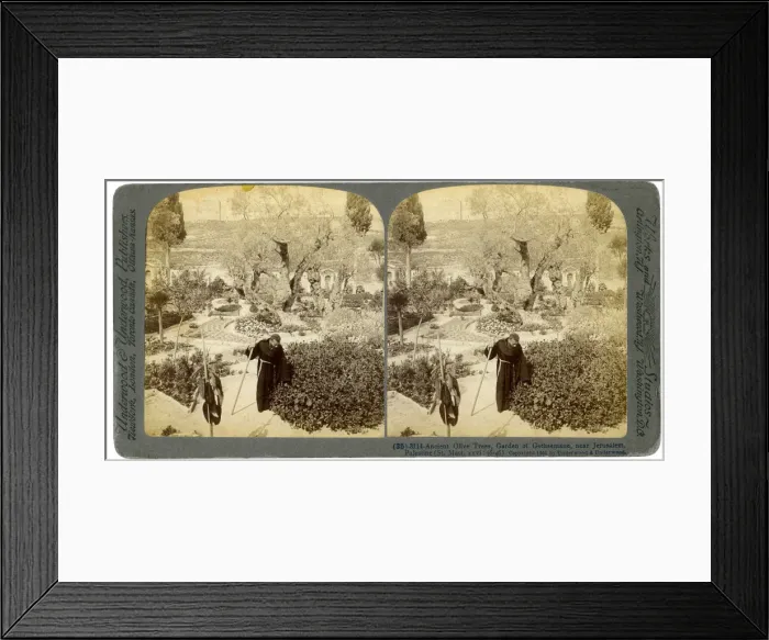 Framed Print : Ancient olive trees in the Garden of Gethsemane, near Jerusalem, Palestine, 1905. Artist: Underwood & Underwood Framed Print : Ancient olive trees in the Garden of Gethsemane, near Jerusalem, Palestine, 1905. Artist: Underwood & Underwood
