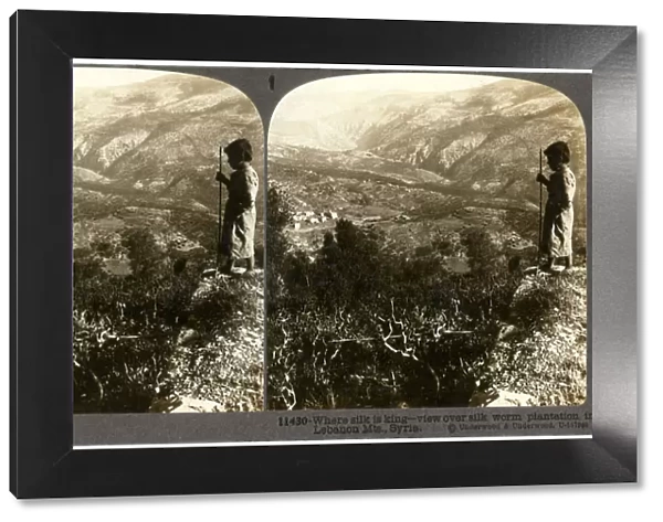 A silkworm plantation in the Lebanon mountains, Syria, 1900s. Artist: Underwood & Underwood