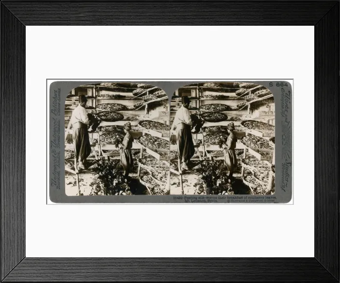 Framed Print : Feeding silkworms their breakfast of mulberry leaves, Lebanon mountains, Syria, 20th century. Artist: Underwood & Underwood Framed Print : Feeding silkworms their breakfast of mulberry leaves, Lebanon mountains, Syria, 20th century. Artist: Underwood & Underwood