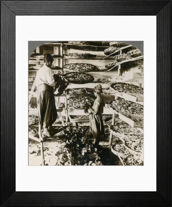 Framed Print : Feeding silk worms their breakfast of mulberry leaves, Lebanon mountains, Syria, 1900s. Artist: Underwood & Underwood Framed Print : Feeding silk worms their breakfast of mulberry leaves, Lebanon mountains, Syria, 1900s. Artist: Underwood & Underwood