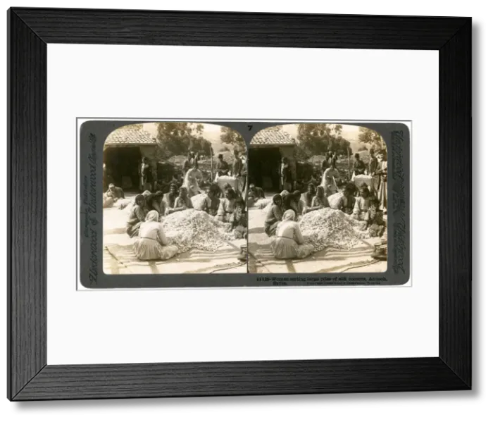 Framed Print : Women sorting large piles of silk cocoons, Antioch, Syria, 1900s. Artist: Underwood & Underwood Framed Print : Women sorting large piles of silk cocoons, Antioch, Syria, 1900s. Artist: Underwood & Underwood