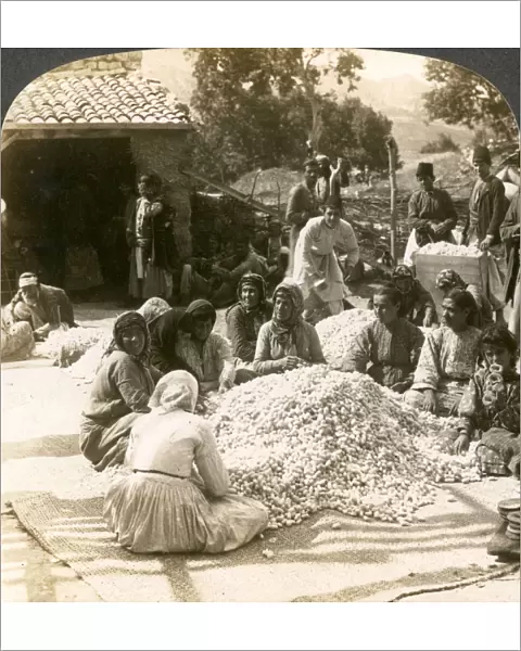 Women sorting large piles of silk cocoons, Antioch, Syria, 1900s. Artist: Underwood & Underwood