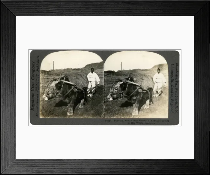 Framed Print : Farming near Seoul, South Korea, 1900s. Artist: Keystone Framed Print : Farming near Seoul, South Korea, 1900s. Artist: Keystone