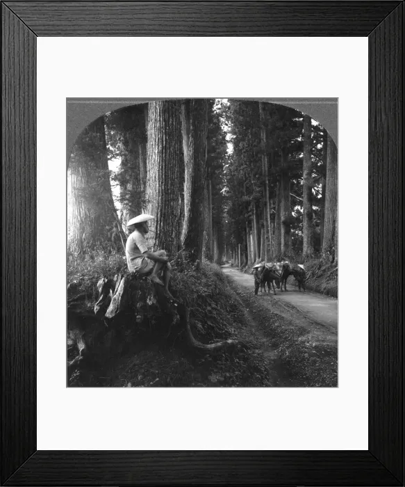 Framed Print : The sacred road to Nikko, Japan, 1905. Artist: BL Singley Framed Print : The sacred road to Nikko, Japan, 1905. Artist: BL Singley