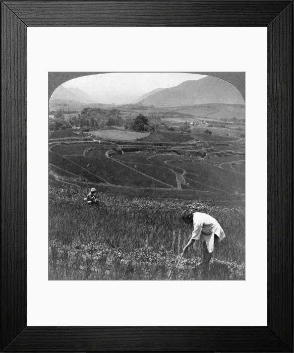 Framed Print : Fertile rice fields in the old crater of Aso-San, Japan, 1904. Artist: Underwood & Underwood