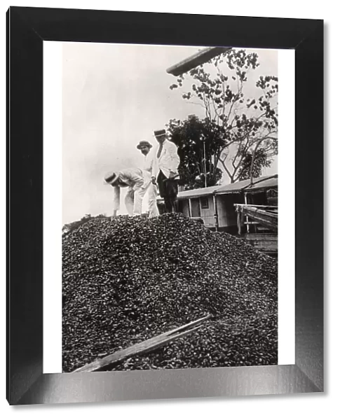 Brazil nuts harvested from the Amazon Valley, c1900s