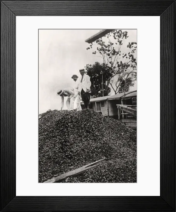 Framed Print : Brazil nuts harvested from the Amazon Valley, c1900s Framed Print : Brazil nuts harvested from the Amazon Valley, c1900s