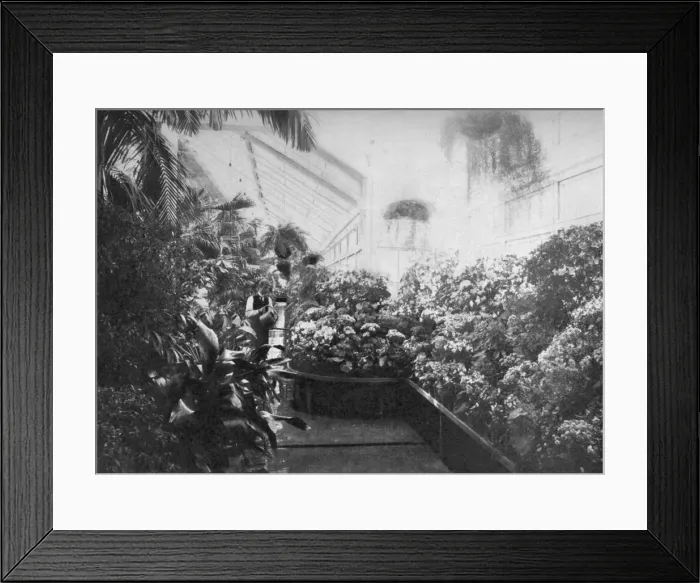 Framed Print : Interior of the White House greenhouse, Washington DC, USA, 1908 Framed Print : Interior of the White House greenhouse, Washington DC, USA, 1908