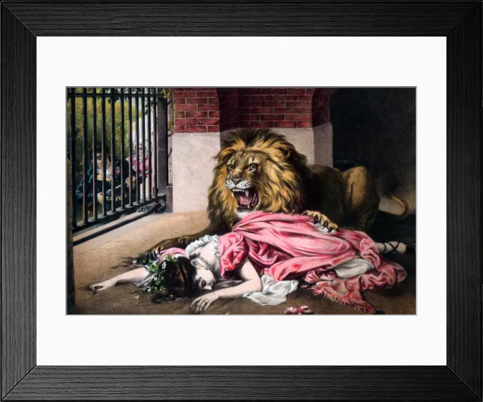 Framed Print : Caged Lion with sleeping woman. c19th century Framed Print : Caged Lion with sleeping woman. c19th century