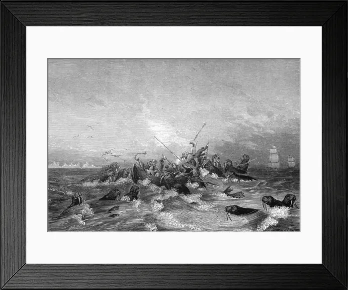 Framed Print : Walrus hunting, 19th century. Artist: Pearson Framed Print : Walrus hunting, 19th century. Artist: Pearson