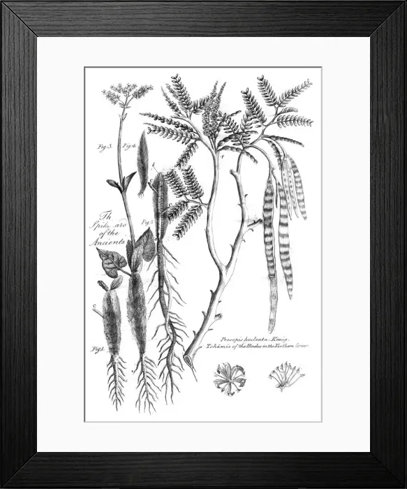 Framed Print : Prosopis Aculeata, 1799 Framed Print : Prosopis Aculeata, 1799