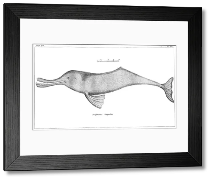 Framed Print : Delphinus Gangeticus (Ganges River Dolphin), 1799 Framed Print : Delphinus Gangeticus (Ganges River Dolphin), 1799