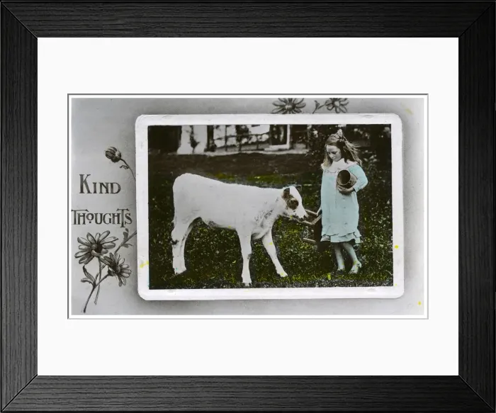 Framed Print : Girl about to milk a cow, greetings card, c1890-1910(?) Framed Print : Girl about to milk a cow, greetings card, c1890-1910(?)
