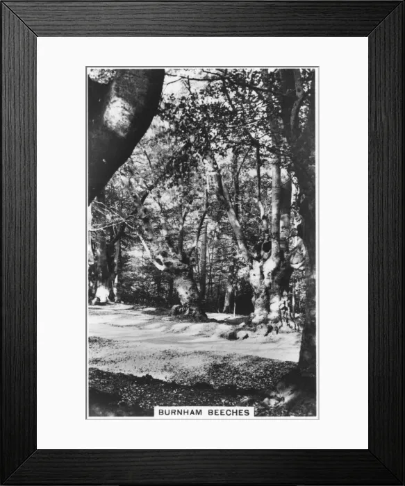 Framed Print : Burnham Beeches, Buckinghamshire, 1937 Framed Print : Burnham Beeches, Buckinghamshire, 1937
