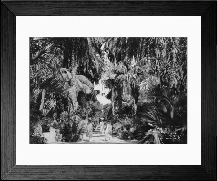 Framed Print : Date palms, Palermo, Sicily, Italy, c1920s-c1930s(?) Framed Print : Date palms, Palermo, Sicily, Italy, c1920s-c1930s(?)