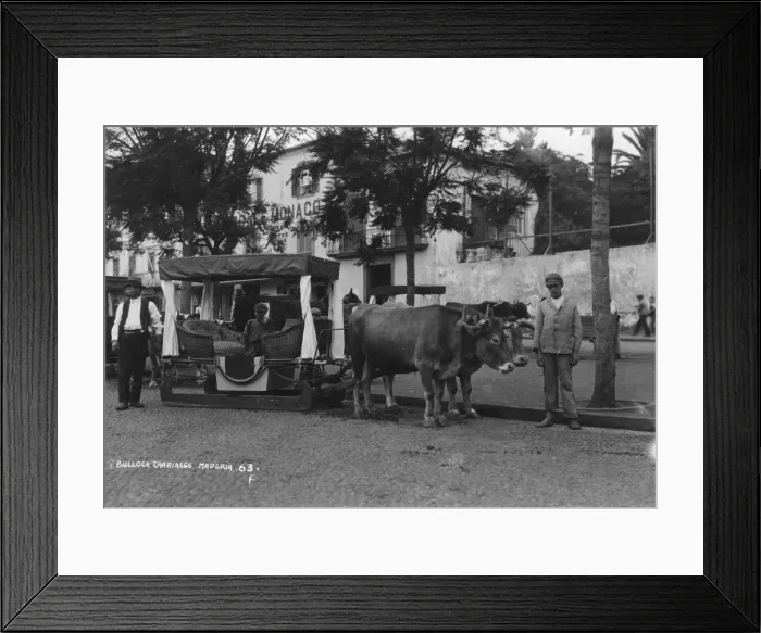 Framed Print : Bullock carriage, Madeira, Portugal, c1920s-c1930s(?) Framed Print : Bullock carriage, Madeira, Portugal, c1920s-c1930s(?)