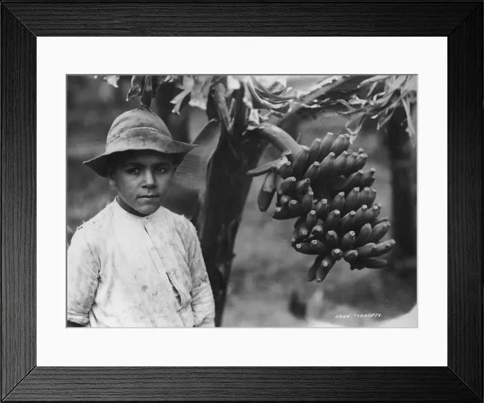 Framed Print : Boy with bananas growing on a tree, Tenerife, Canary Islands, Spain, c1920s-c1930s(?) Framed Print : Boy with bananas growing on a tree, Tenerife, Canary Islands, Spain, c1920s-c1930s(?)