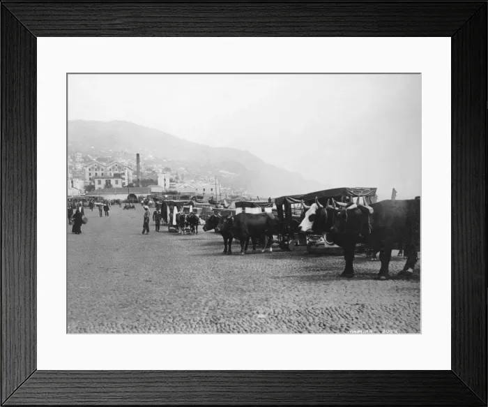 Framed Print : Bullock carriages, Madeira, Portugal, c1920s-c1930s(?) Framed Print : Bullock carriages, Madeira, Portugal, c1920s-c1930s(?)