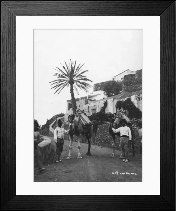 Framed Print : Men with camels, Las Palmas, Gran Canaria, Canary Islands, Spain, c1920s-c1930s(?) Framed Print : Men with camels, Las Palmas, Gran Canaria, Canary Islands, Spain, c1920s-c1930s(?)