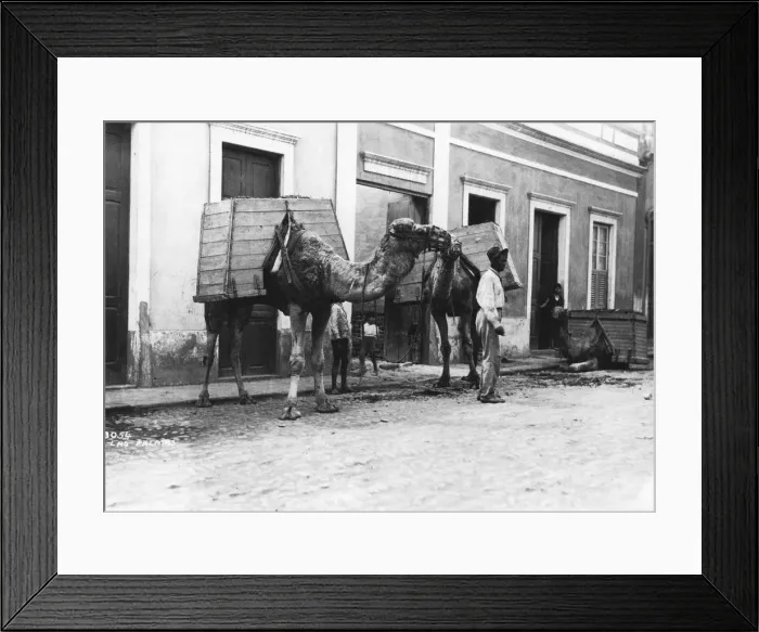 Framed Print : Man with camels, Las Palmas, Gran Canaria, Canary Islands, Spain, c1920s-c1930s(?) Framed Print : Man with camels, Las Palmas, Gran Canaria, Canary Islands, Spain, c1920s-c1930s(?)