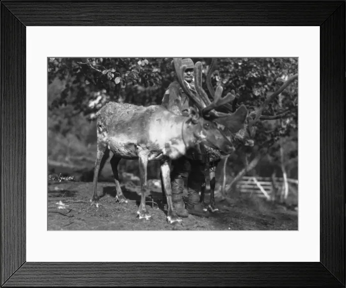 Framed Print : Local man with a reindeer, Lyngen, northern Norway, c1920s-c1930s(?) Framed Print : Local man with a reindeer, Lyngen, northern Norway, c1920s-c1930s(?)