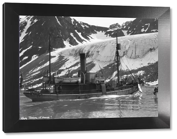Whaling, Magdalene Bay, Spitzbergen, Norway, 1929