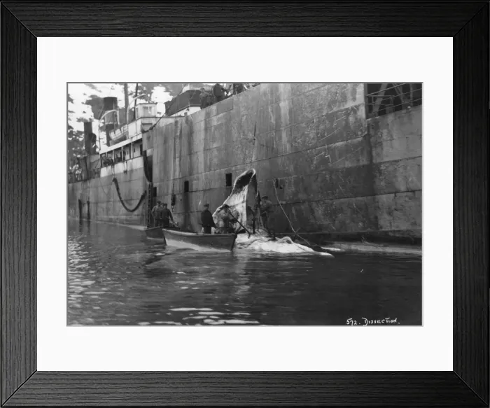 Framed Print : Whaling, Magdalene Bay, Spitzbergen, Norway, 1929 Framed Print : Whaling, Magdalene Bay, Spitzbergen, Norway, 1929