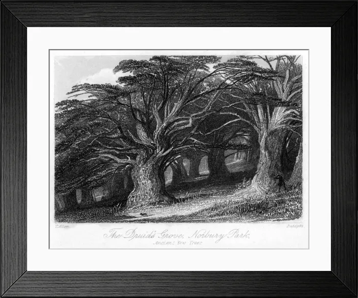 Framed Print : The Druids Grove, Norbury Park, Surrey, 19th century. Artist: Thomas Allom Framed Print : The Druids Grove, Norbury Park, Surrey, 19th century. Artist: Thomas Allom