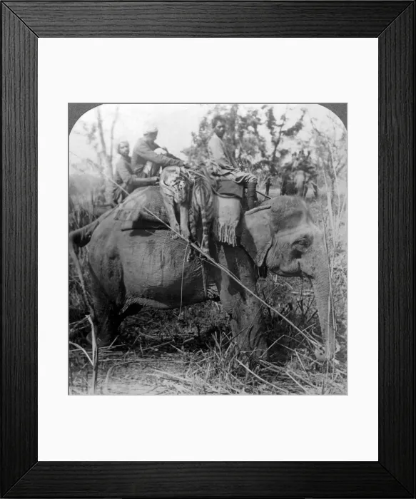 Framed Print : Carrying dead tigers back to camp, Behar ungle, India, c1900s(?). Artist: Underwood & Underwood Framed Print : Carrying dead tigers back to camp, Behar ungle, India, c1900s(?). Artist: Underwood & Underwood