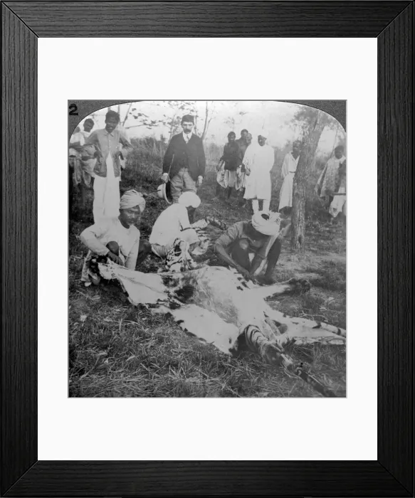 Framed Print : Skinning a dead tiger, shoot of the Maharajah of Cooch Behar, India, c1900s(?). Artist: Underwood & Underwood Framed Print : Skinning a dead tiger, shoot of the Maharajah of Cooch Behar, India, c1900s(?). Artist: Underwood & Underwood