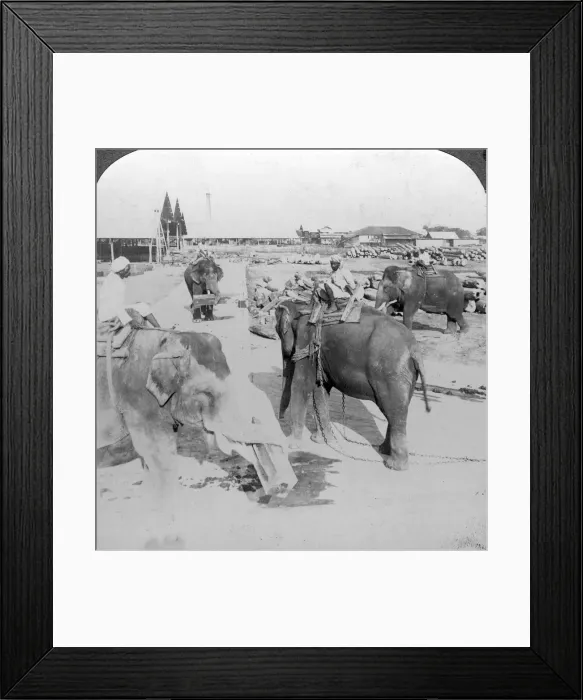 Framed Print : Elephants working in a timber yard, India, c1900s(?). Artist: Underwood & Underwood Framed Print : Elephants working in a timber yard, India, c1900s(?). Artist: Underwood & Underwood