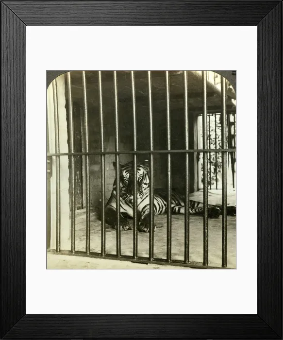 Framed Print : Captured man-eating tiger blamed for 200 deaths, Calcutta, India, c1903. Artist: Underwood & Underwood Framed Print : Captured man-eating tiger blamed for 200 deaths, Calcutta, India, c1903. Artist: Underwood & Underwood