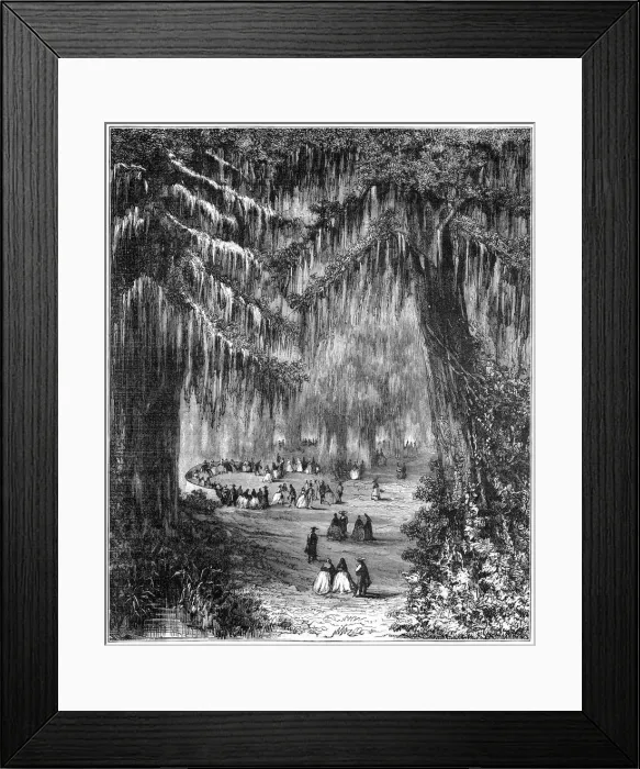 Framed Print : Cypress grove at Chapultepec, Mexico City, 1877 Framed Print : Cypress grove at Chapultepec, Mexico City, 1877