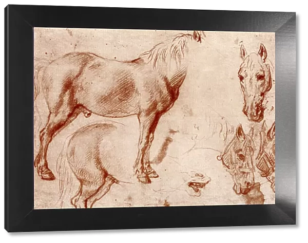 Studies of Horses, 1913. Artist: Peter Paul Rubens