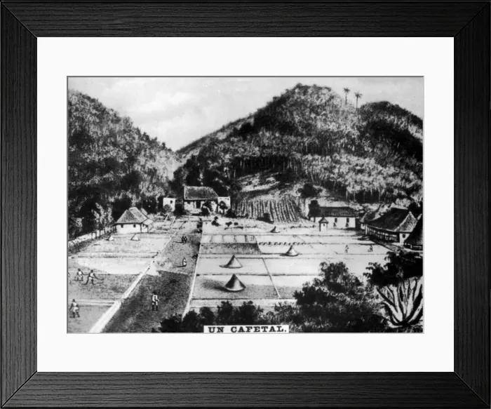 Framed Print : Coffee plantation, Cuba, 1768 (c1910) Framed Print : Coffee plantation, Cuba, 1768 (c1910)