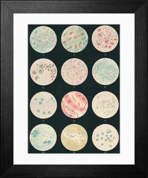 Framed Print : Bacteria, c19th century Framed Print : Bacteria, c19th century