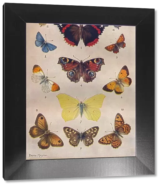 Beautiful Butterflies of the British Isles, c1934