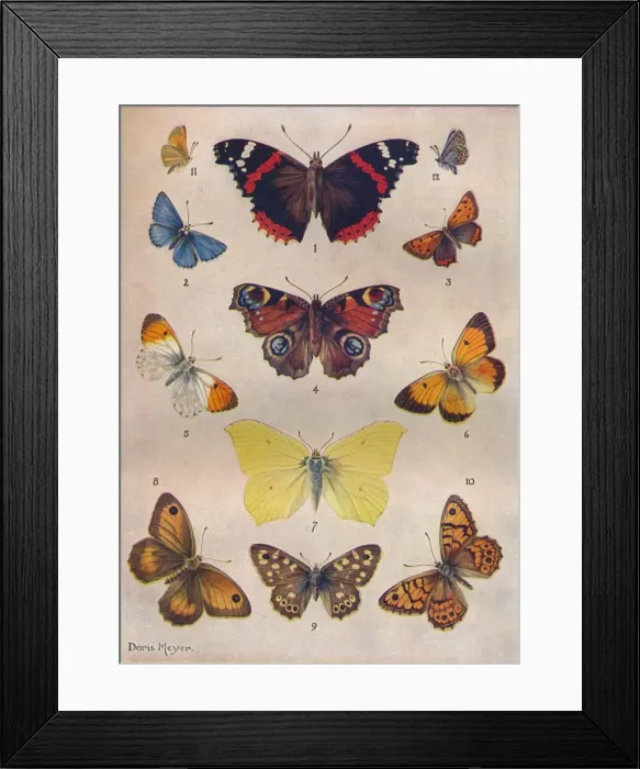 Framed Print : Beautiful Butterflies of the British Isles, c1934 Framed Print : Beautiful Butterflies of the British Isles, c1934