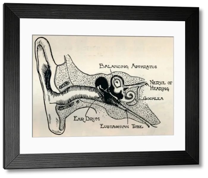 Framed Print : Delicate Mechanism of the Ear, c1934