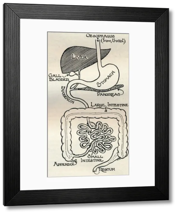 Framed Print : Diagram showing the Alimentary Canal, which passes right through the body, c1934 Framed Print : Diagram showing the Alimentary Canal, which passes right through the body, c1934