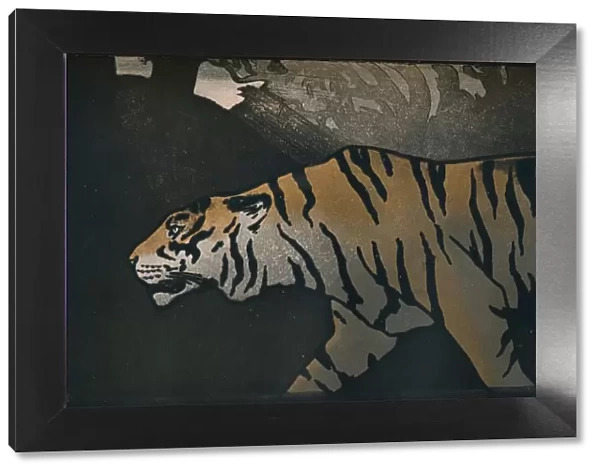 The Tiger, c1900. Artist: John Dickson Batten