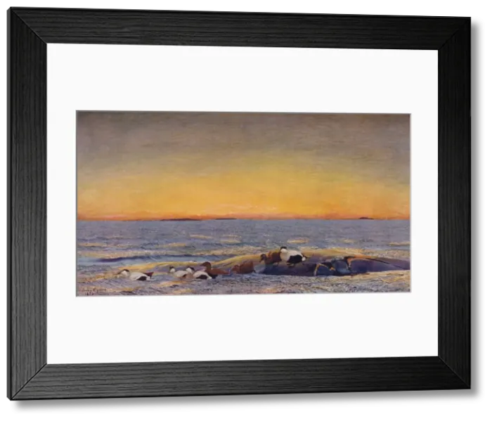 Framed Print : Sunrise, 1896. Artist: Bruno Liljefors Framed Print : Sunrise, 1896. Artist: Bruno Liljefors